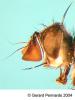 Lophosia fasciata (male) (2)