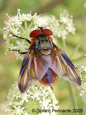 Tachinidae: Phasia hemiptera (male) (1)