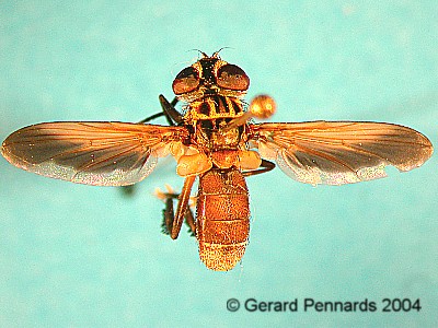 Tachinidae: Trichopoda pictipennis (1)