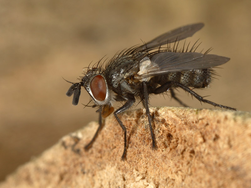 Tachinidae: Phryxe nemea (male) (1)