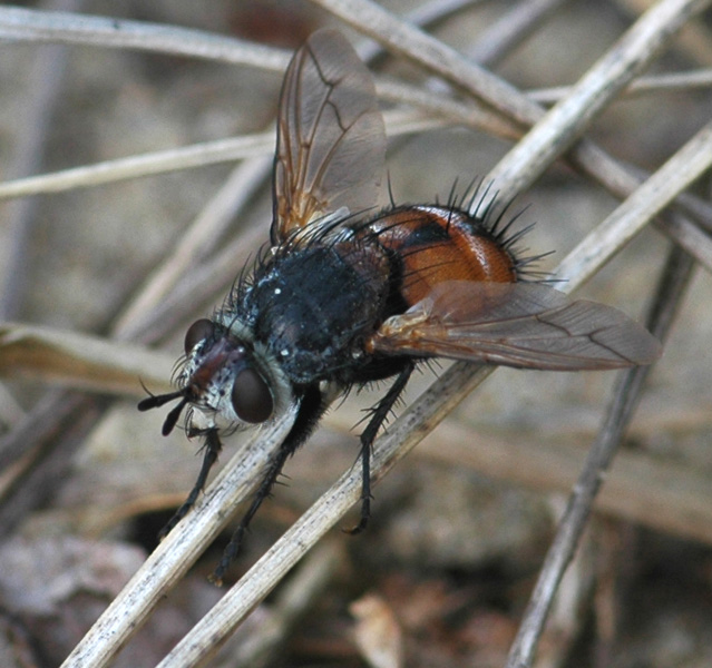 Tachinidae: Peleteria rubescens (1)
