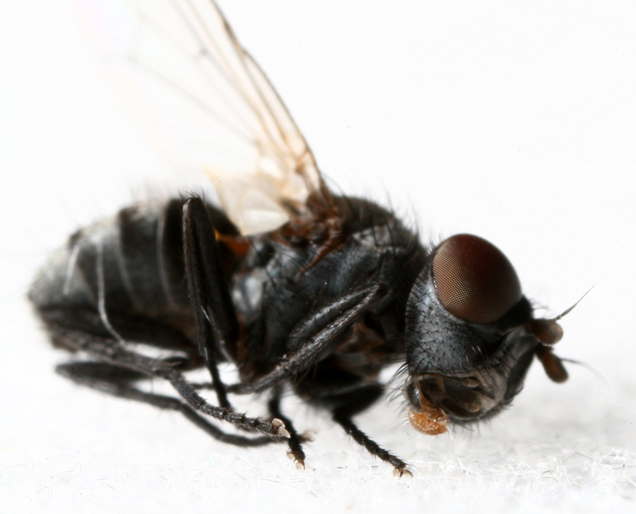 Tachinidae: Rondania dispar (male) (3)