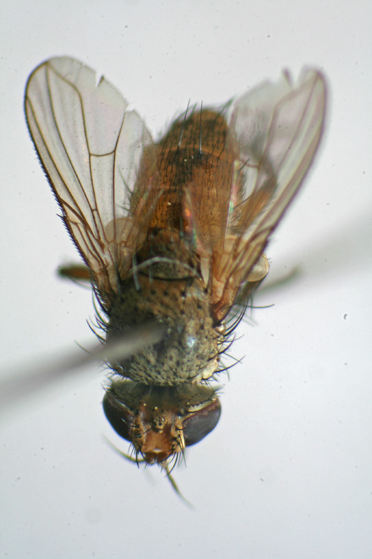 Tachinidae: Siphona pauciseta (2)