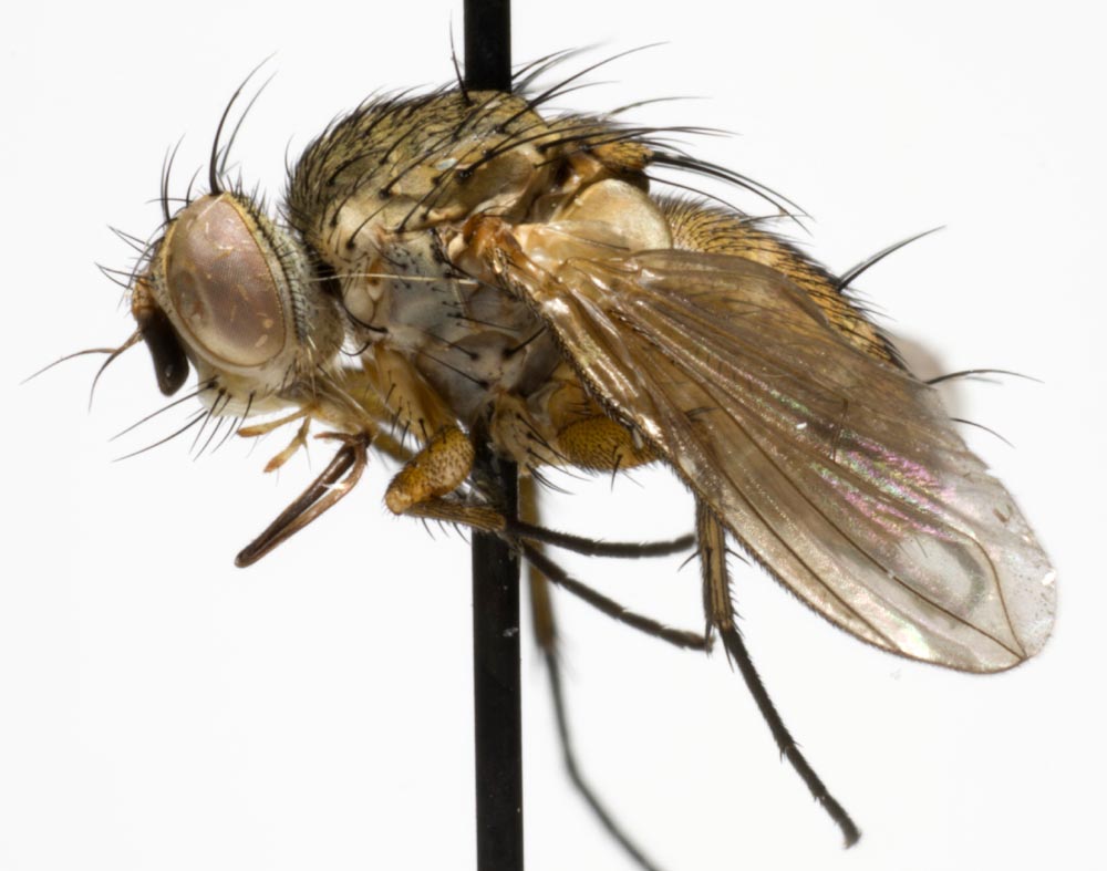 Tachinidae: Siphona flavifrons (1)