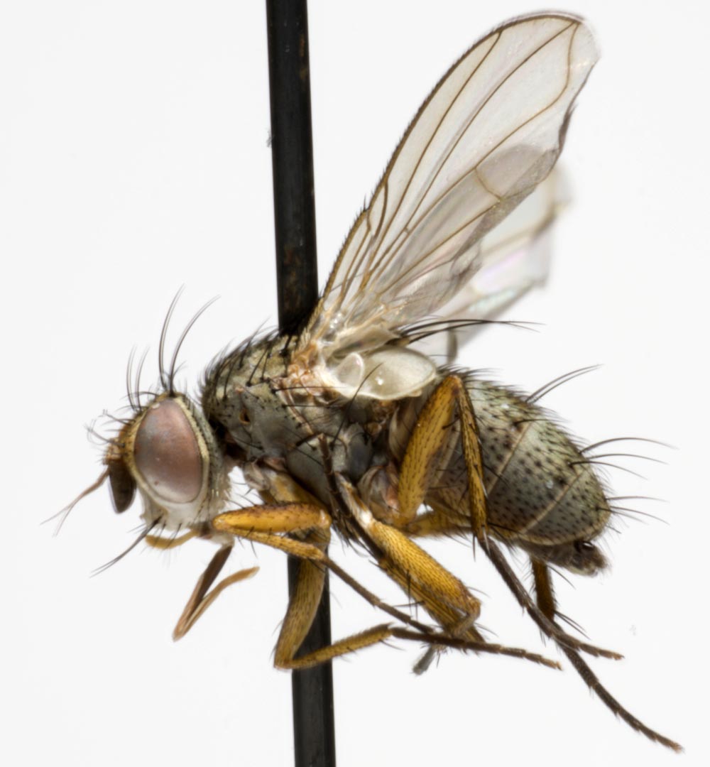 Tachinidae: Siphona maculata (1)