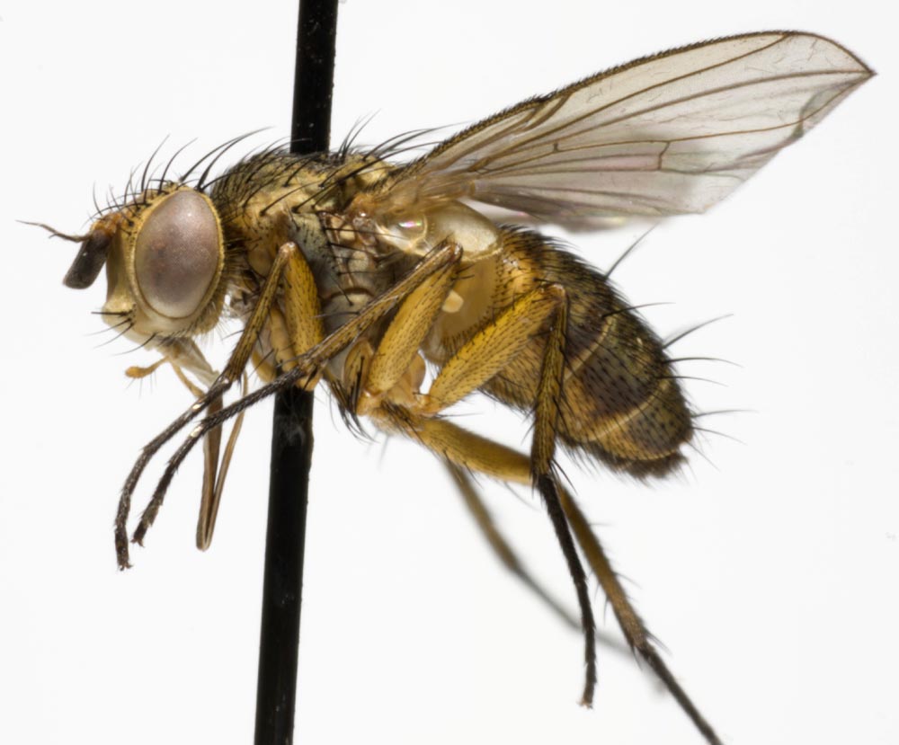 Tachinidae: Siphona paludosa (1)