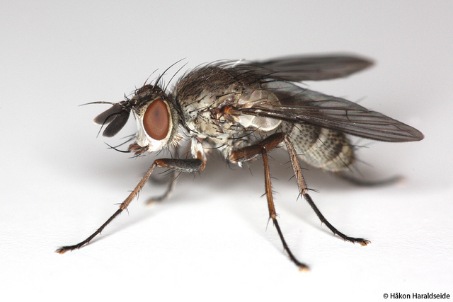Tachinidae: Siphona ingerae (male) (1)