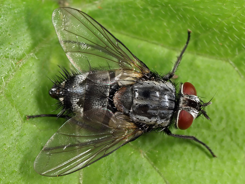 Tachinidae: Sturmia bella (6)