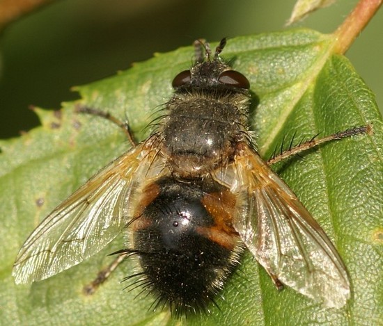 Tachinidae: Tachina lurida (female) (1)
