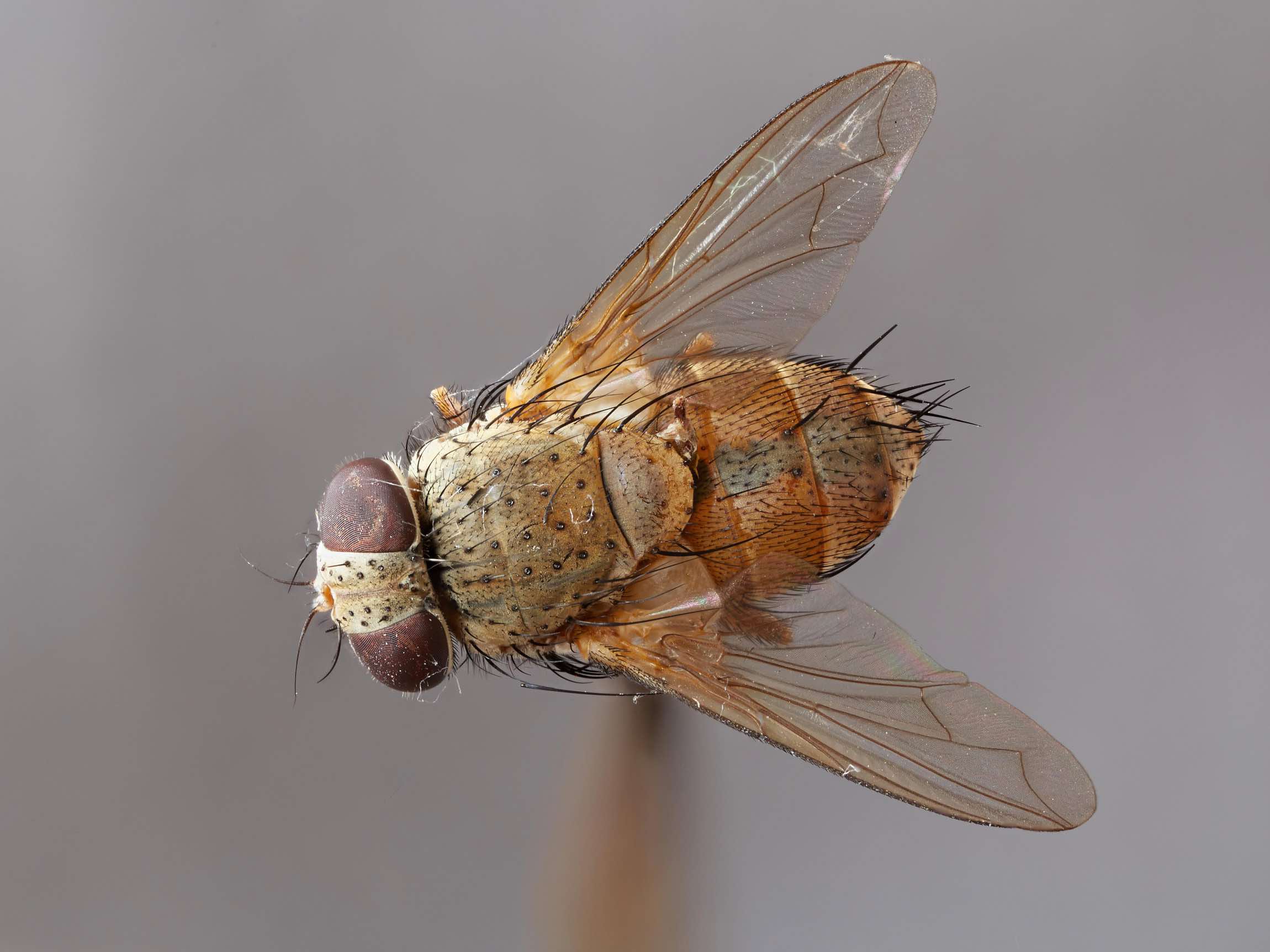 Tachinidae: Anacamptomyia africana (female) (2)