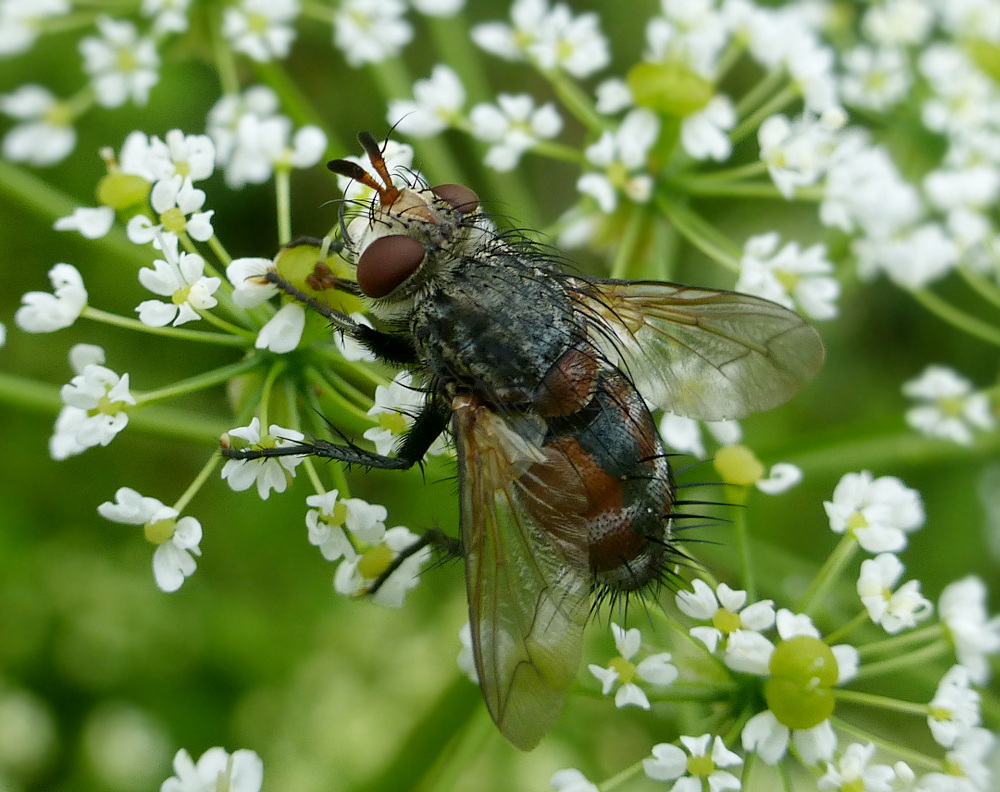 Tachinidae: Peleteria varia (2)