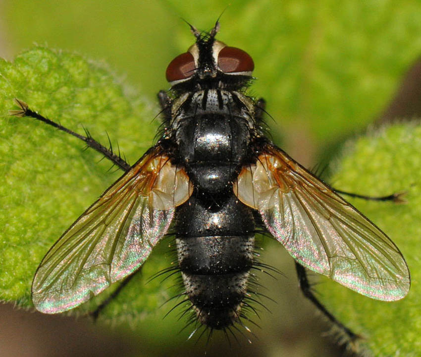 Tachinidae: Labigastera forcipata (male) (2)