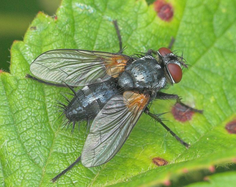 Tachinidae: Thelaira nigripes (4)