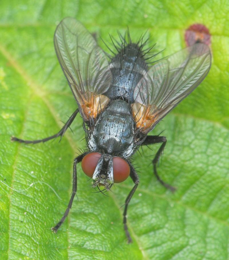 Tachinidae: Thelaira nigripes (5)