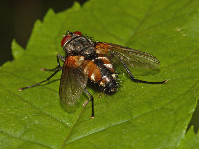 Tachinidae: Thelaira solivaga (male) (3)
