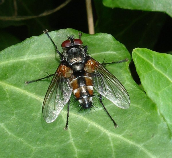 Tachinidae: Thelaira solivaga (male) (1)