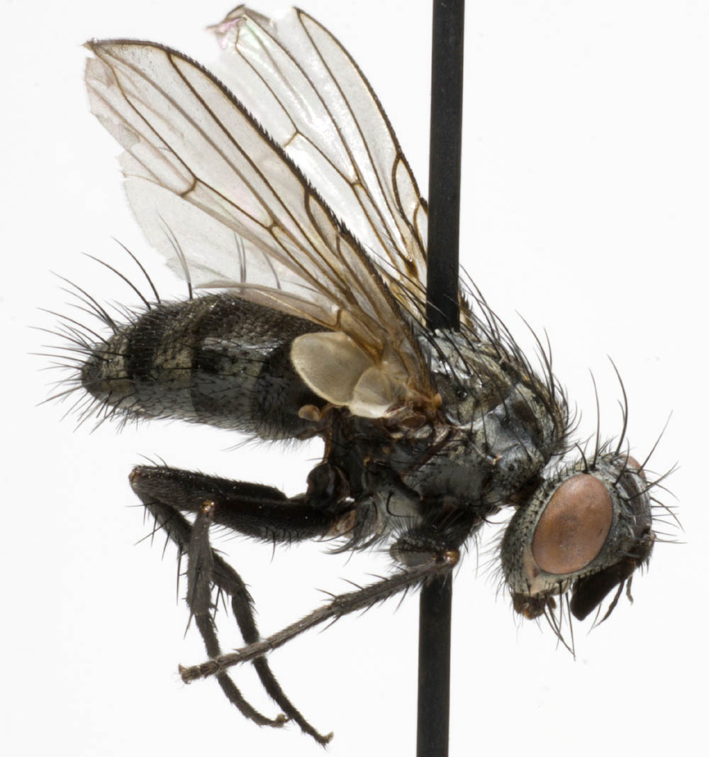 Tachinidae: Triarthria setipennis (female) (1)