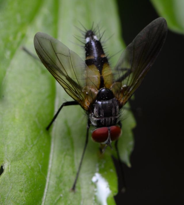Tachinidae: Trichoformosomyia sauteri (male (1)