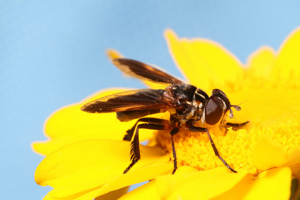Tachinidae: Trichopoda pictipennis (6)