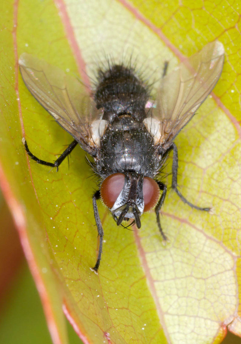 Tachinidae: Tryphera lugubris (female) (2)