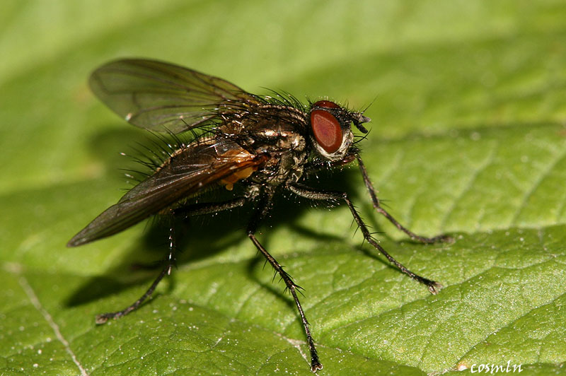 Tachinidae: Macquartia grisea (male) (2)
