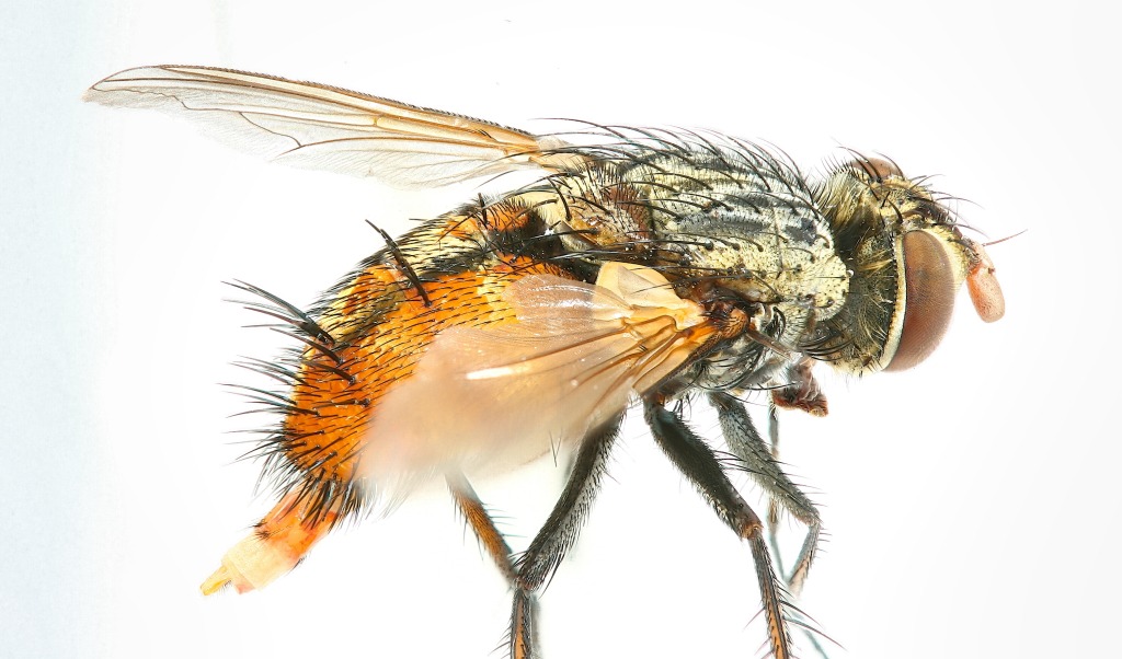 Tachinidae: Winthemia bohemani (female) (1)