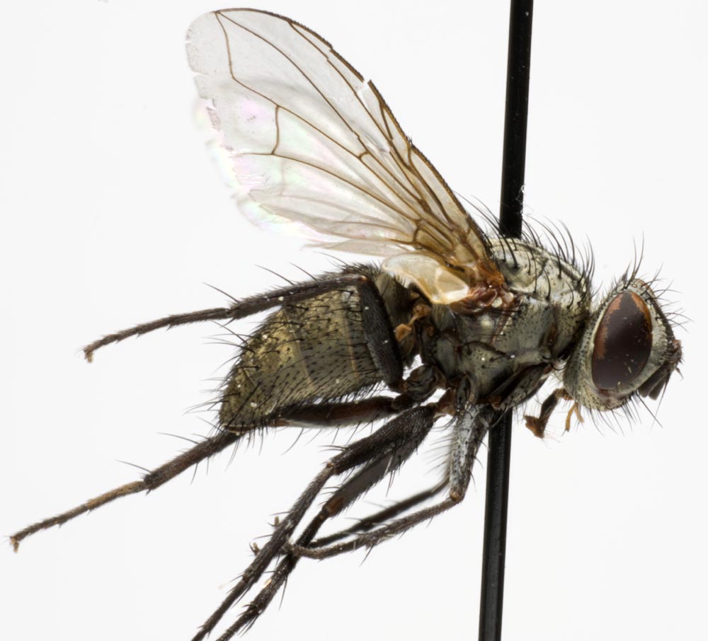 Tachinidae: Zaira cinerea (1)