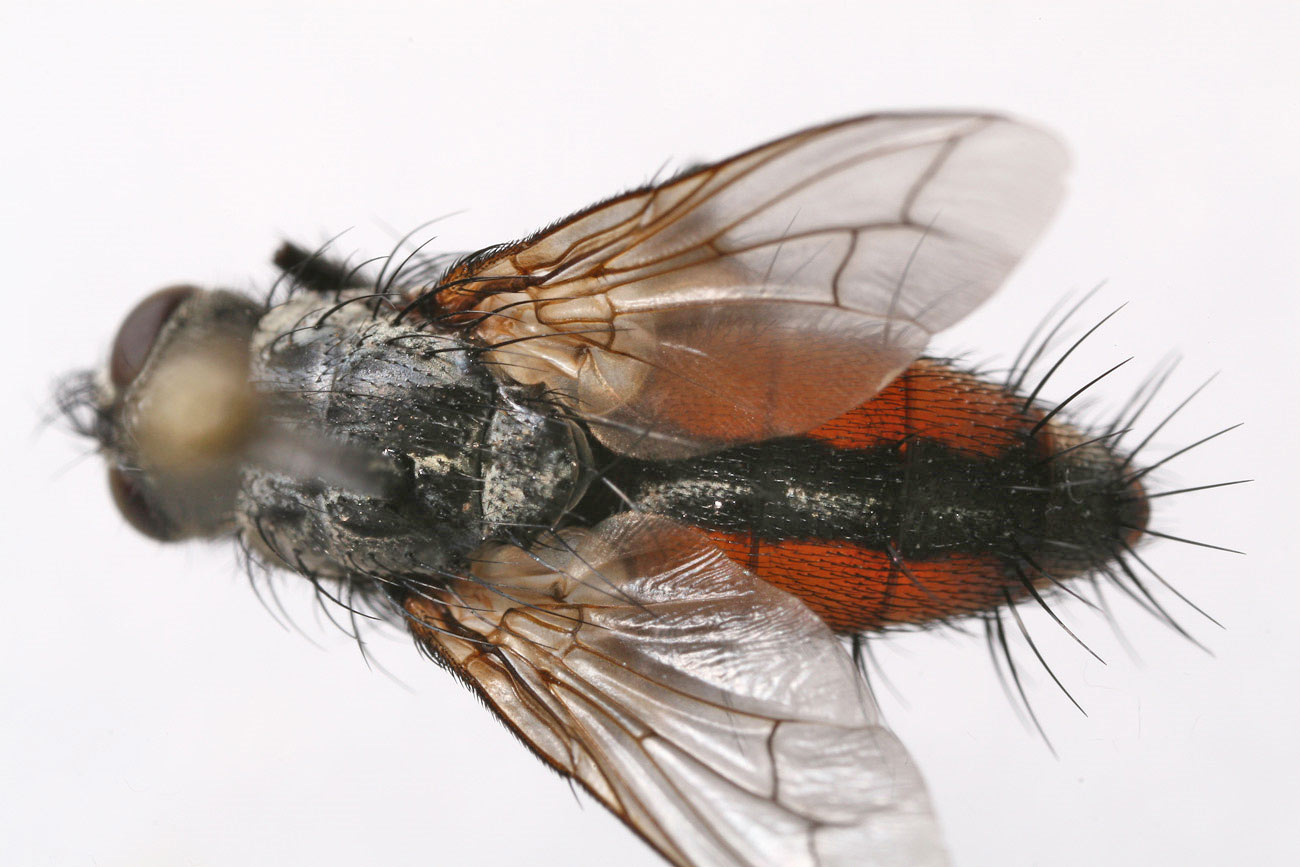 Tachinidae: Zeuxia zernyi (2)