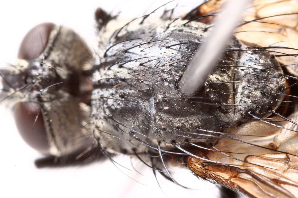 Tachinidae: Zeuxia zernyi (4)