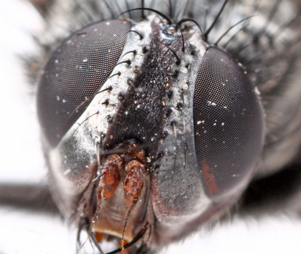 Tachinidae: Zeuxia zernyi (6)