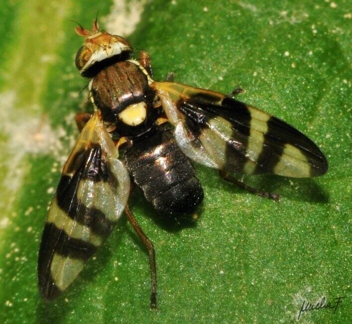 Tephritidae: Urophora congrua (male) (1)
