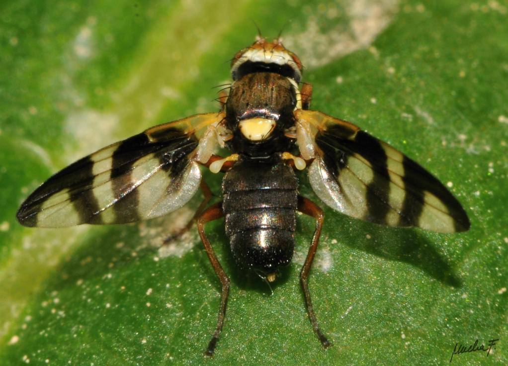 Tephritidae: Urophora congrua (male) (2)