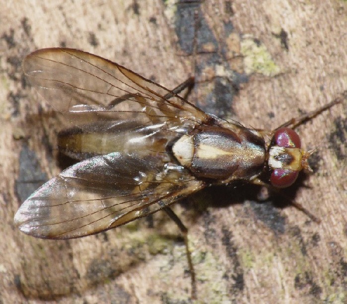 Tephritidae: Dimeringophrys pallidipennis (1)