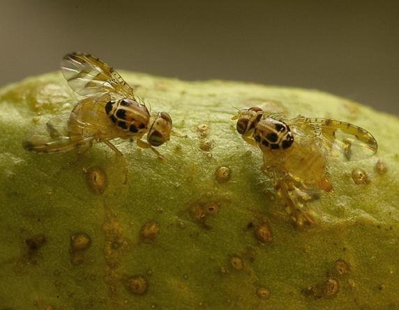 Tephritidae: Capparimyia savastani (female) (1)