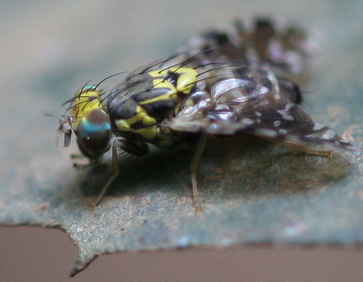 Tephritidae: Phaeospilodes fenestella (male) (1)