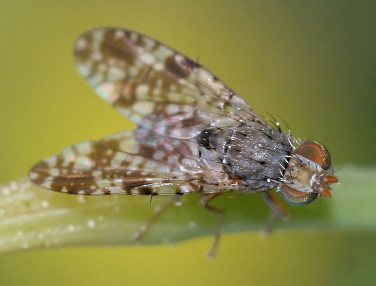 Tephritidae: Tephritis vespertina (male) (1)