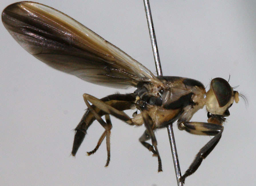 Tephritidae: Felderimyia cf. gombakensis (female) (1)