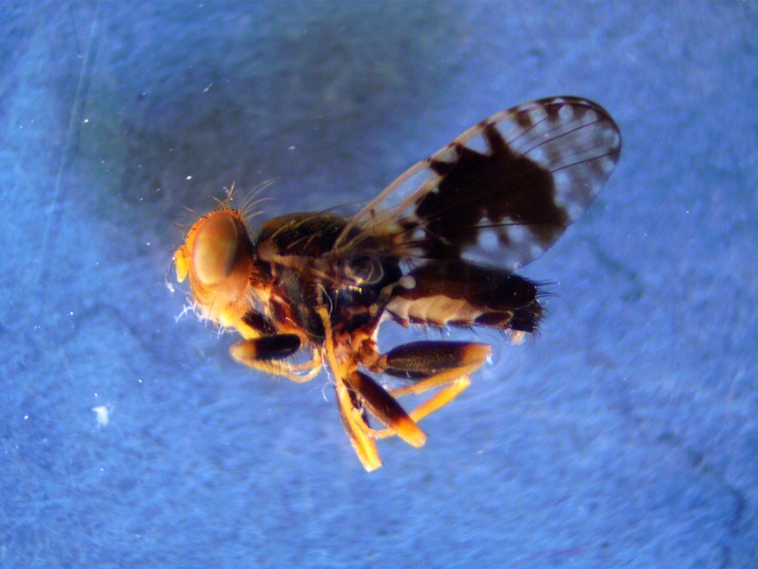 Tephritidae: Xyphosia laticauda (male) (1)