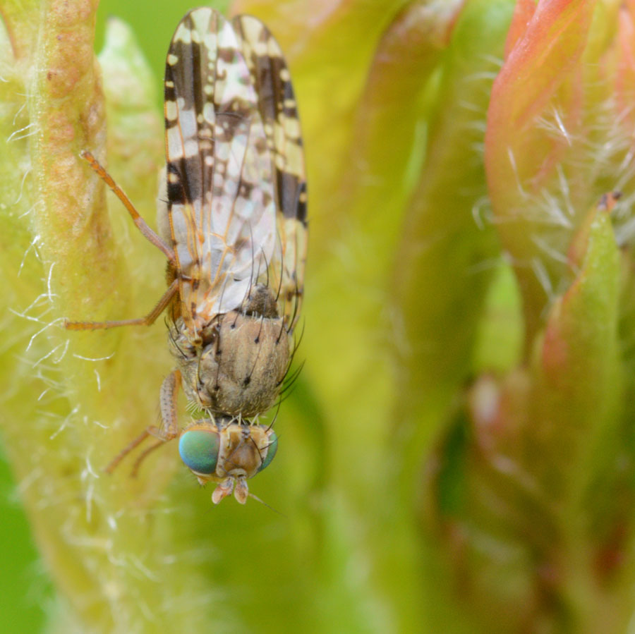 Tephritidae: Tephritis crepidis (female) (1)