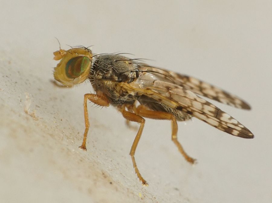 Tephritidae: Campiglossa plantaginis (male) (1)