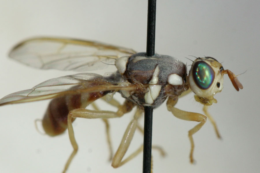 Tephritidae: Dacus sp. (male) (1)