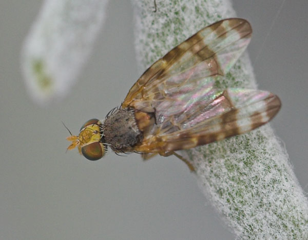 Tephritidae: Sphenella marginata (male) (1)