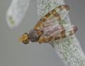 Sphenella marginata (male) (1)