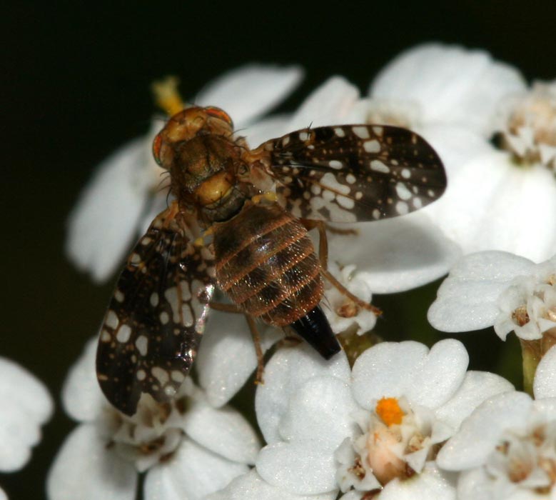 Tephritidae: Oxyna flavipennis (female) (2)