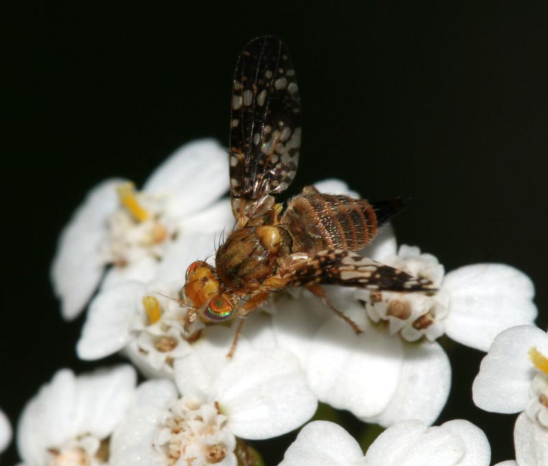 Tephritidae: Oxyna flavipennis (female) (3)