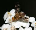 Oxyna flavipennis (female) (3)