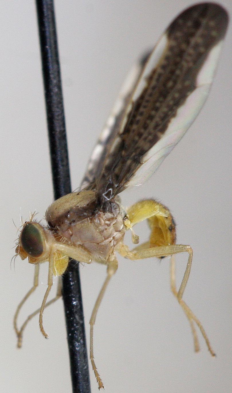 Tephritidae: Elaphromyia sp. nr pallida (male) (1)