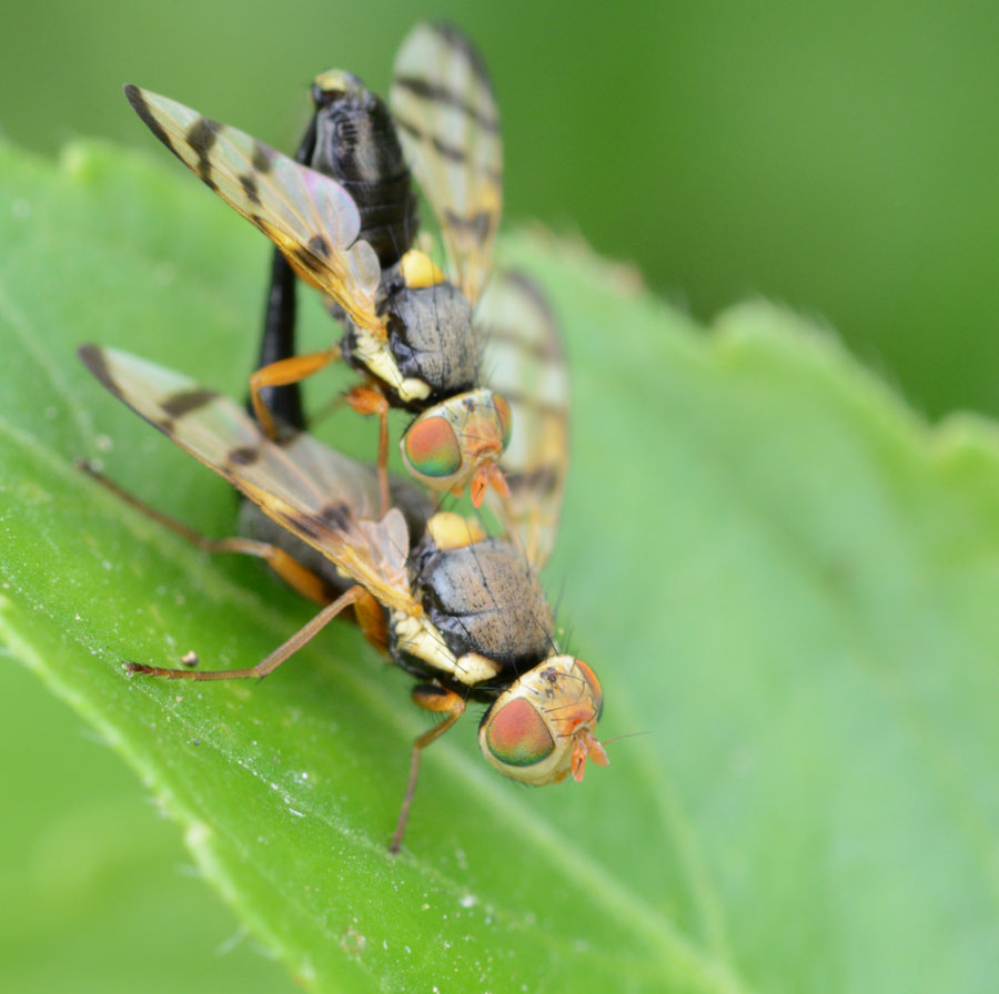 Tephritidae: Urophora solstitialis (copula) (2)