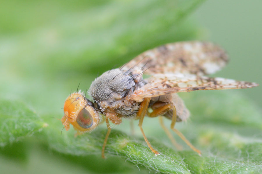 Tephritidae: Oxyna parietina (male) (3)