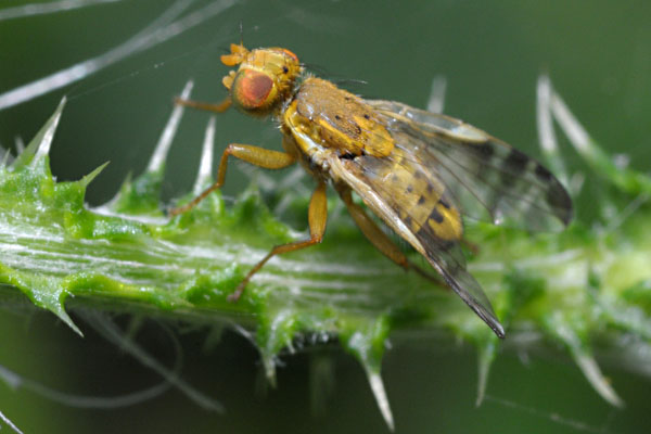 Tephritidae: Terellia (Terellia) winthemi (male) (2)